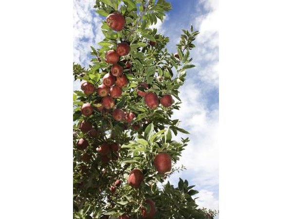 Apple Tree