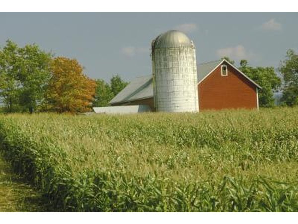 Corn field