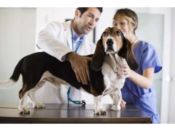 Vet
