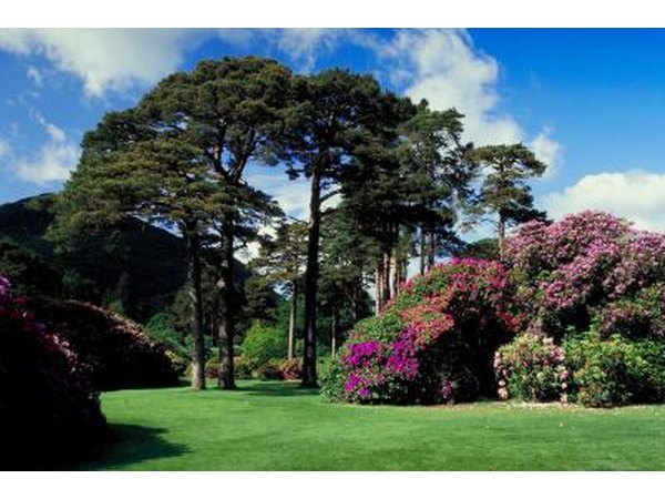 Observe your backyard during the course of a sunny day to note what kind of light it gets.