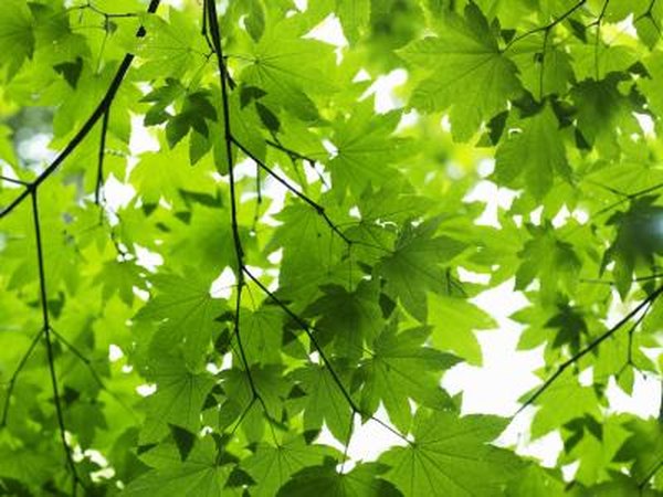 Primary plant growth