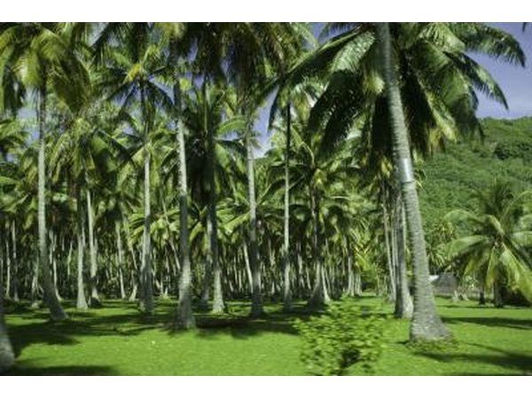 Palm trees