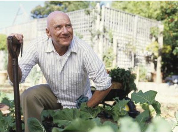 Man kneeling in a cabbage patch.