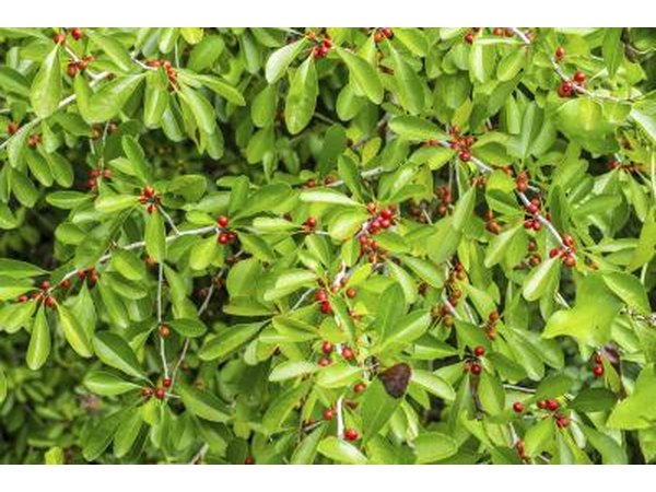 Never eat wild berries that you are unsure about.
