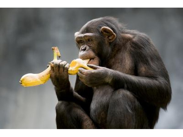 fruit makes up a large part of the chimp diet