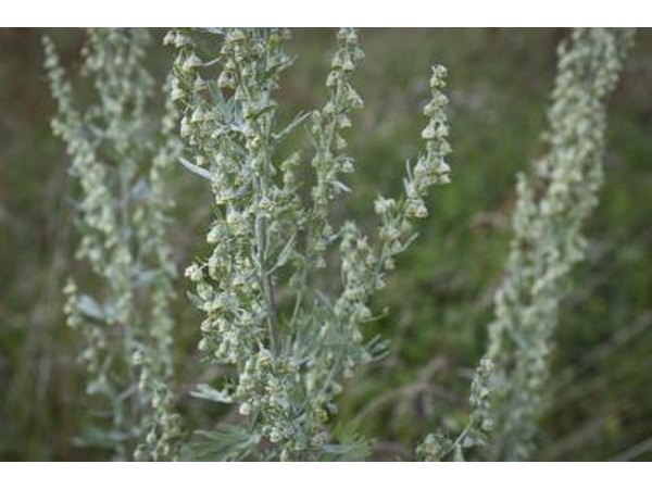 Wormwood can help sooth your digestive symptoms and naturally keep your body from parasites.