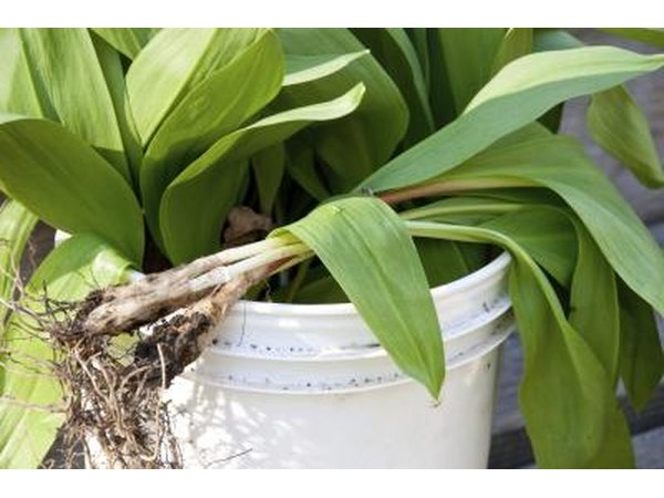 wild leeks