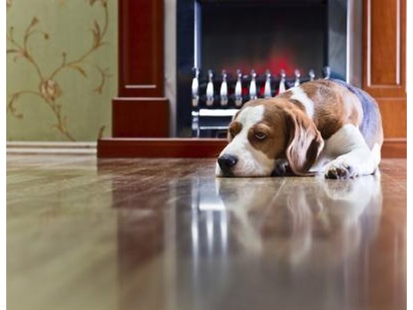 Confine infected pets to one room.