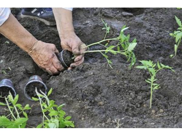 Elderly woman planting tomato seedlings alongside basil