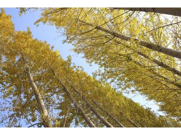 michigan tree leaf identification guide