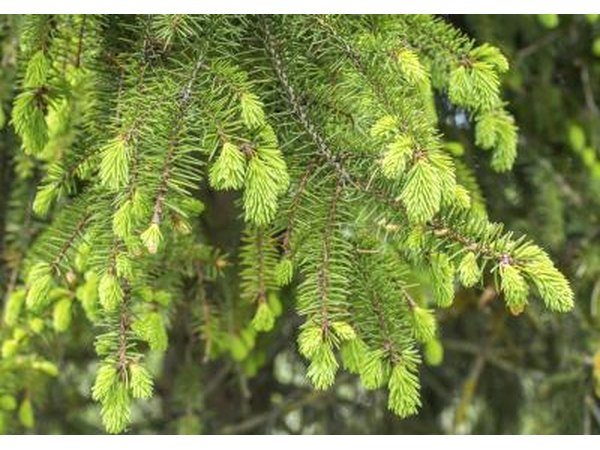 Cones on fir trees are erect and have scales that fall off in autumn.