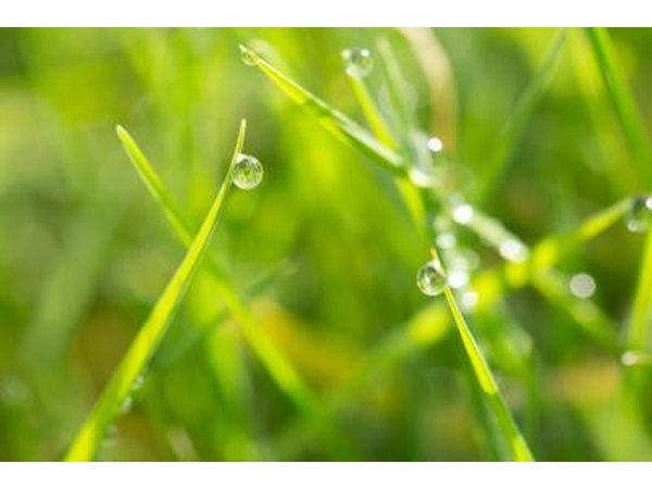 Healthy grass growth