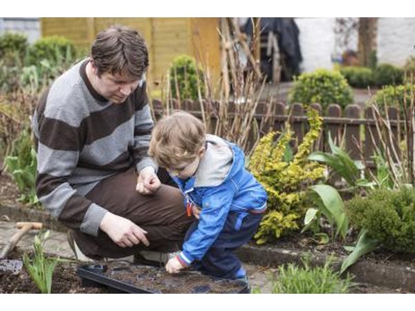 Father and son planting vegetables in their garden