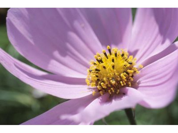 Cosmos flower