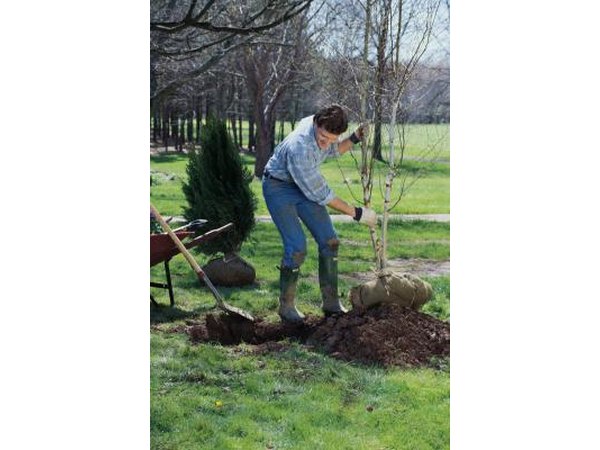 Plant your dogwood in free-draining, slightly acid soil.