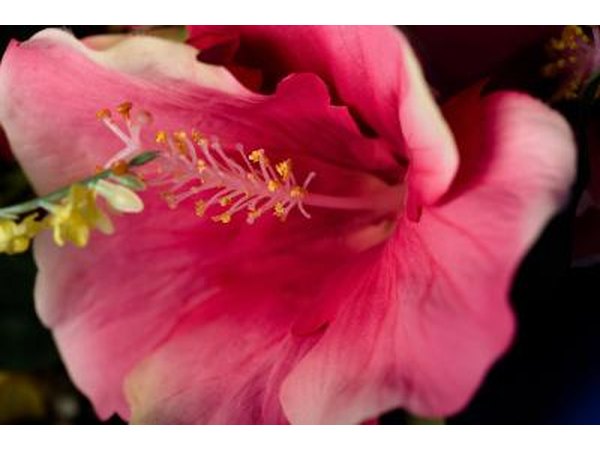 The hibiscus tiliaceus grows along the shores of the Indian Ocean.