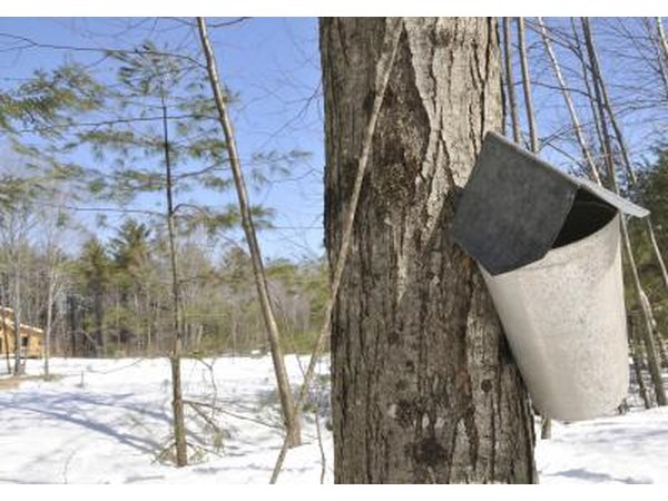A tree sap collection bucket on a sugar maple tree in winter.