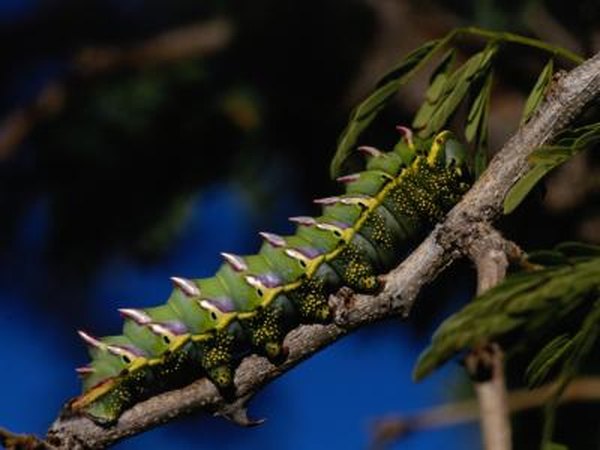 Leaf-eating pests can devastate spinach crops when they are present in large numbers.