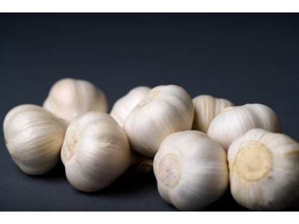 Garlic