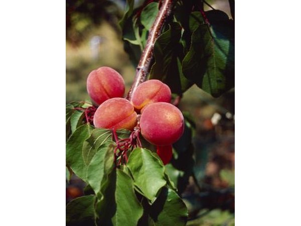 Peach Tree