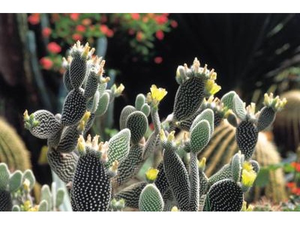 Many succulents grow tall, with some reaching as high as 60 feet.