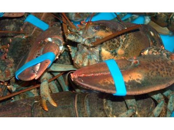 Lobster tank
