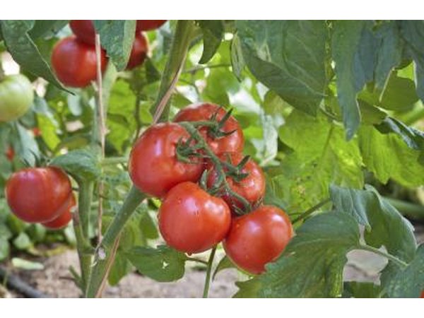 tomato plants