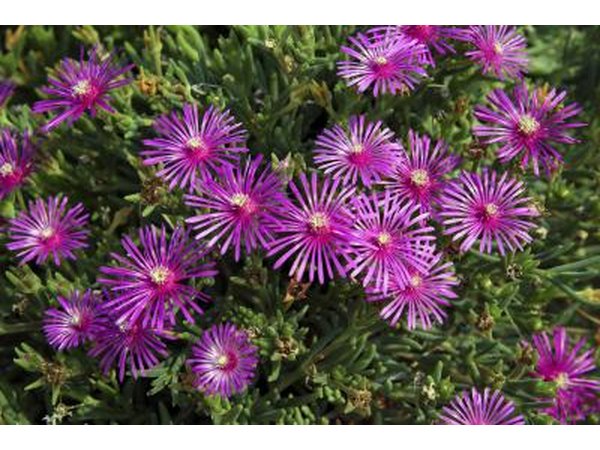 Purple delosperma flowers.
