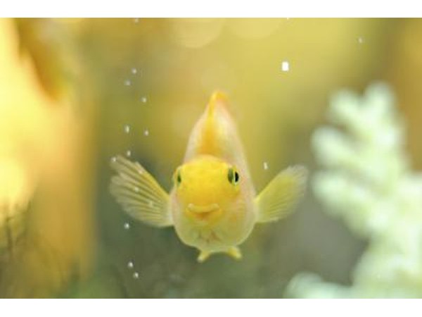 A parrot fish swims in an aquarium.