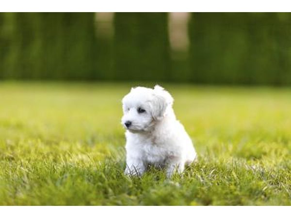 maltese dog