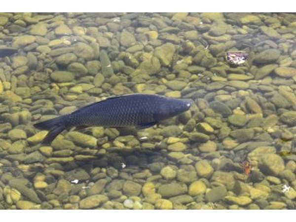 Carp can reach over 60 lbs. in weight.