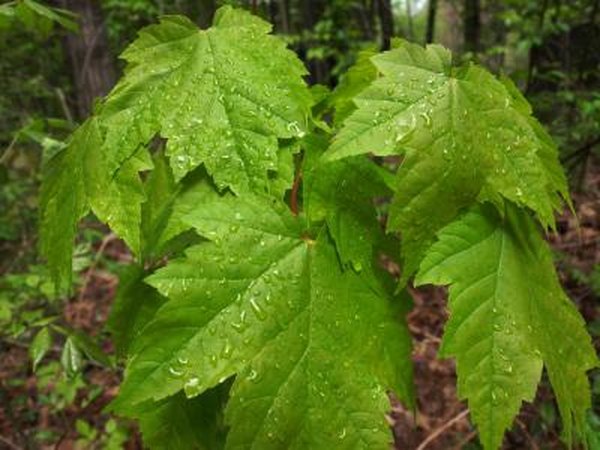 Raindrops on green maple leaves.