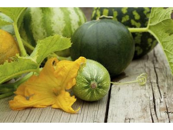 Melon, zucchini, squash, and gourds on an outdoor table.