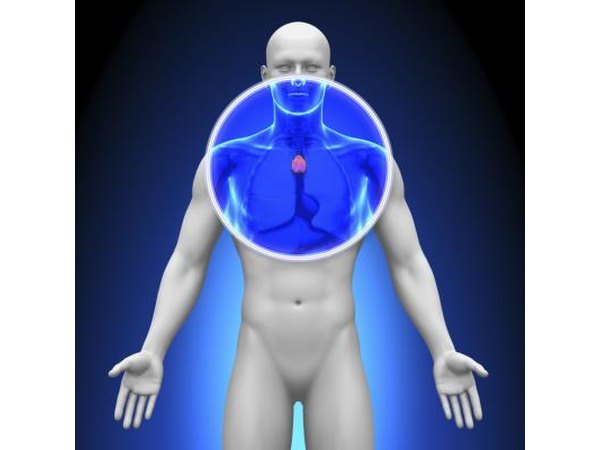 Illustration of the thymus.
