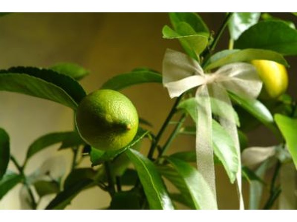 An indoor lemon tree