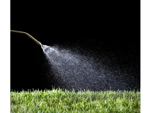 Frequent watering is essential for the first week at least, longer in summer.