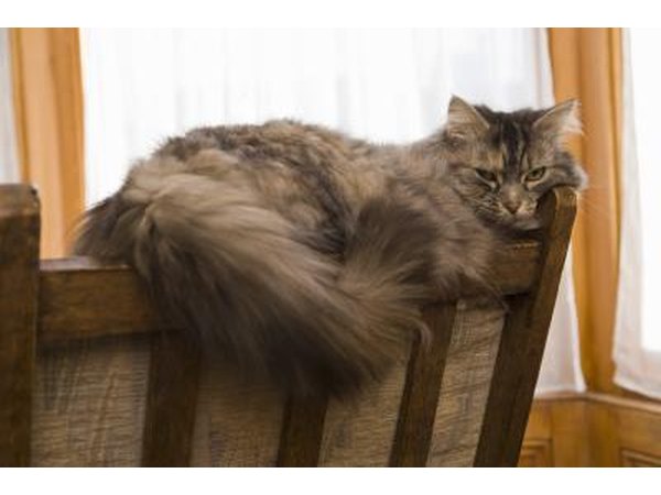 Easter lilies are especially toxic to cats