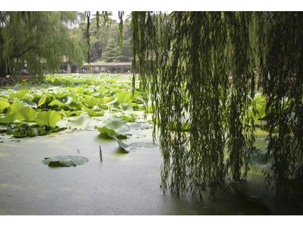 Corkscrew willow branches hang over the edge of a pond with lilypads.