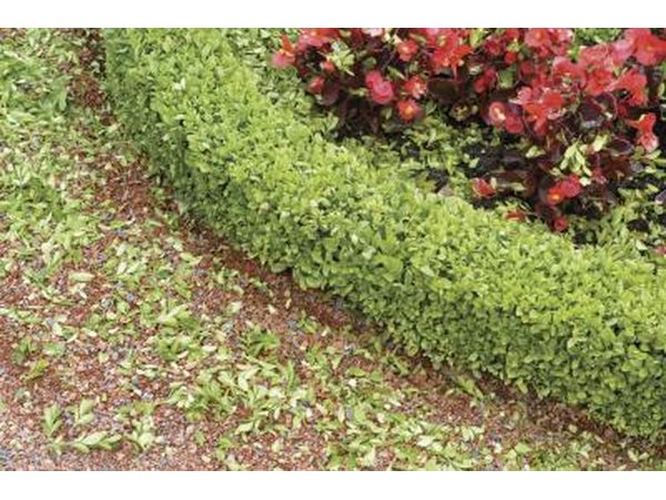 Small decorative shrubs