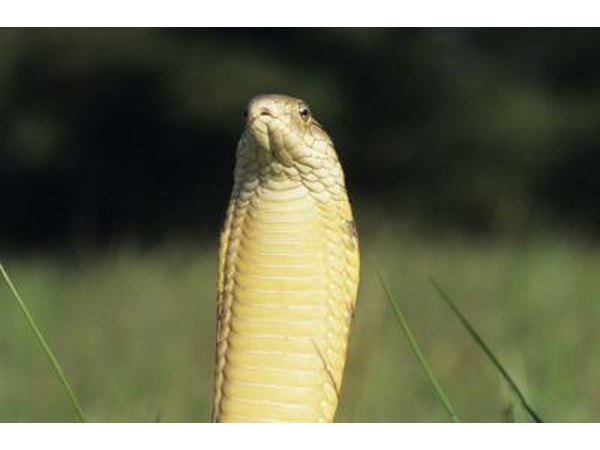 King cobras can weigh up to 20 pounds.