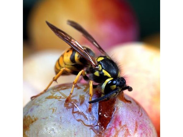 A wasp is on top of a piece of fruit.
