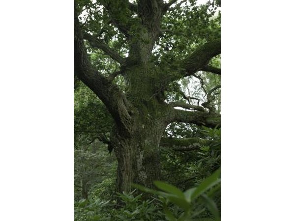 tree
