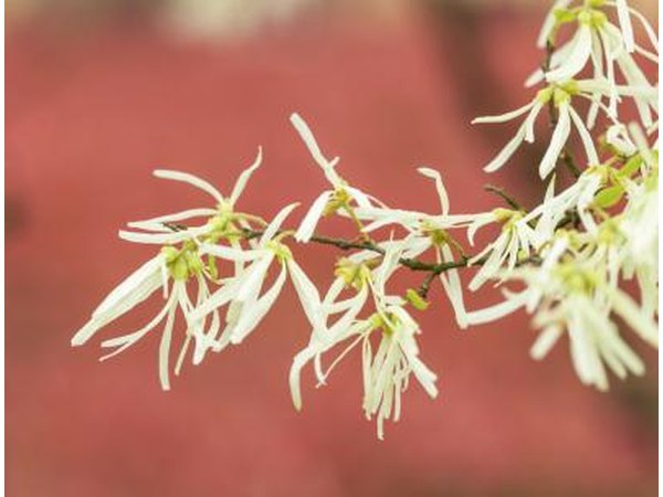 Witch hazel can help ward of re-occurrences.