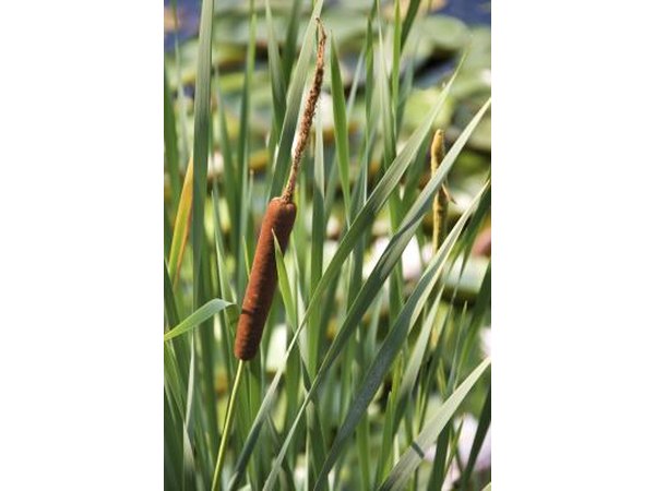 Cattail