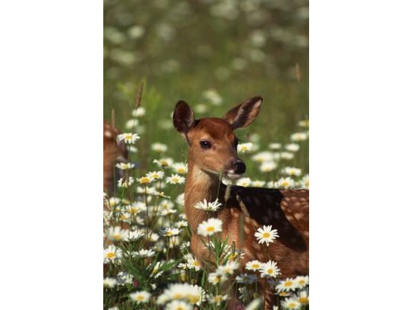 Repellents are generally ineffective against browsing wildlife; a fence is more useful.