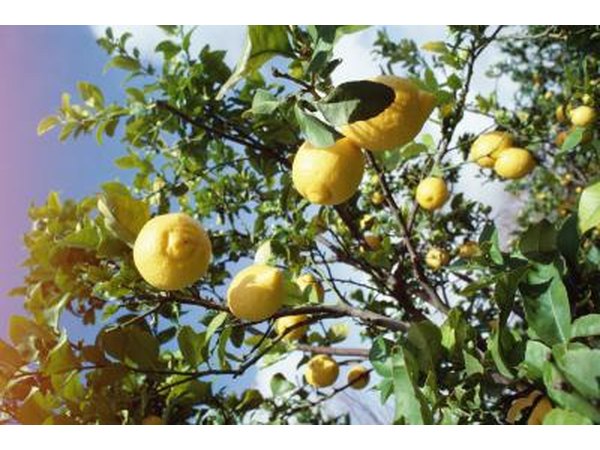 Lemons can be more beneficial for detoxing your body.