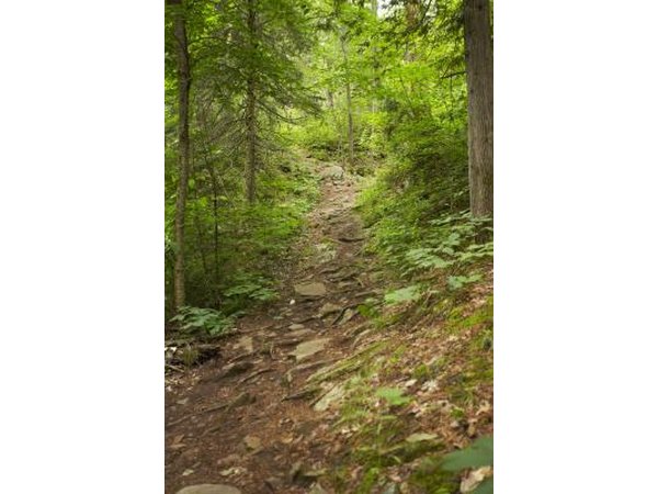 wooded path