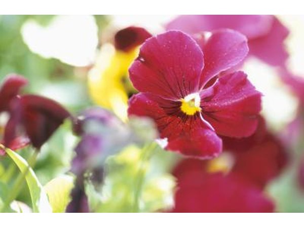 Pansies