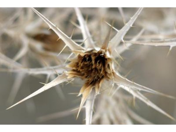 Thorns