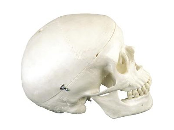 Bone Hunt
